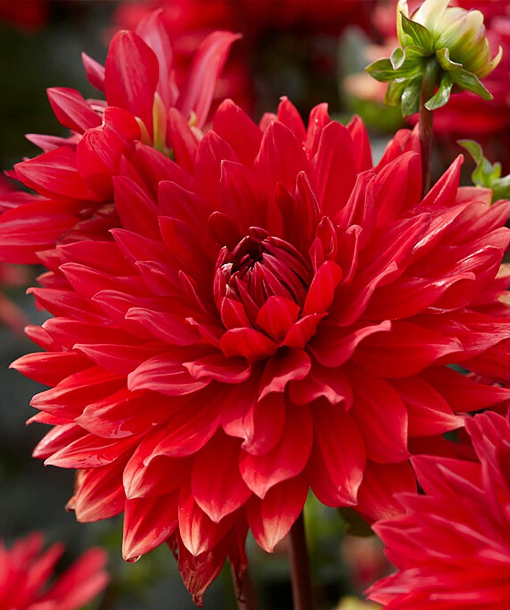 Bulbos De Dalias Multicolores - Juego De 3 Unidades, Variedad Smokey, Para Jardín O Balcón