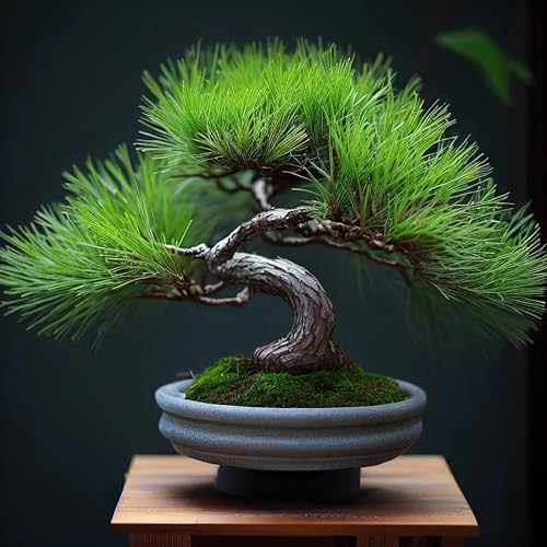 Miniatura 3 de Pinus densiflora (pino rojo japonés) Semillas de árbol, forma atractiva, follaje verde oscuro, semillas de MySeeds.Co, usted elige la cantidad