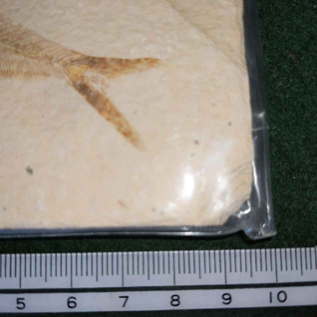 Amazon.co.jp: 魚化石 新生代始新世 （約5000万年前） : ホーム＆キッチン