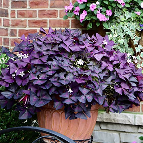 Exterior resistente al invierno, muy exclusivo, fácil de cultivar, respetuoso con las abejas, multicolor de alto rendimiento. Cuidado fácil, -4 Oxalis -J
