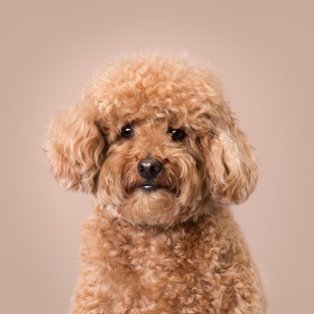 Balsamo PEK Conditioner Crema e Balsamo per Cani e Gatti - 1 L - Ideale per Districare Nodi - Dona elasticità e morbidezza - IV San Bernard