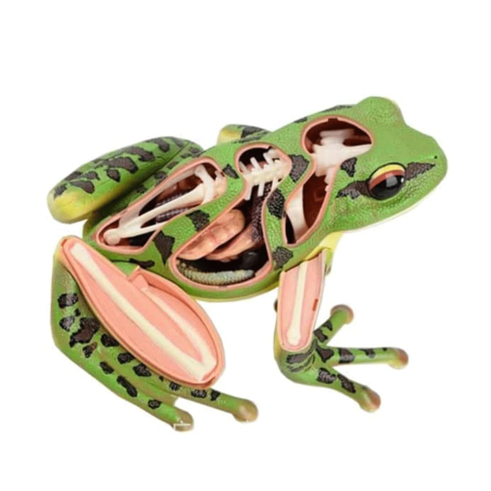 Anatomía De Los Músculos De La Rana