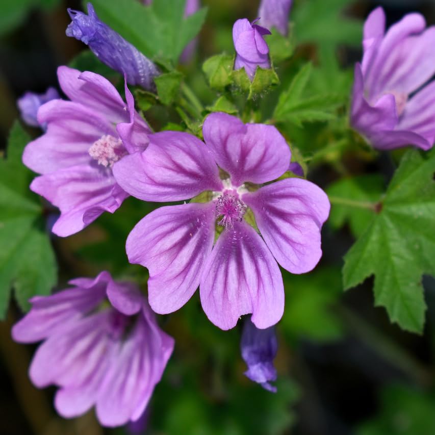 Image secondaire de Gioielli Botanici Collier ras du cou - Mauve - Acier inoxydable, ampoule en verre avec fleurs naturelles et graines de pomme de