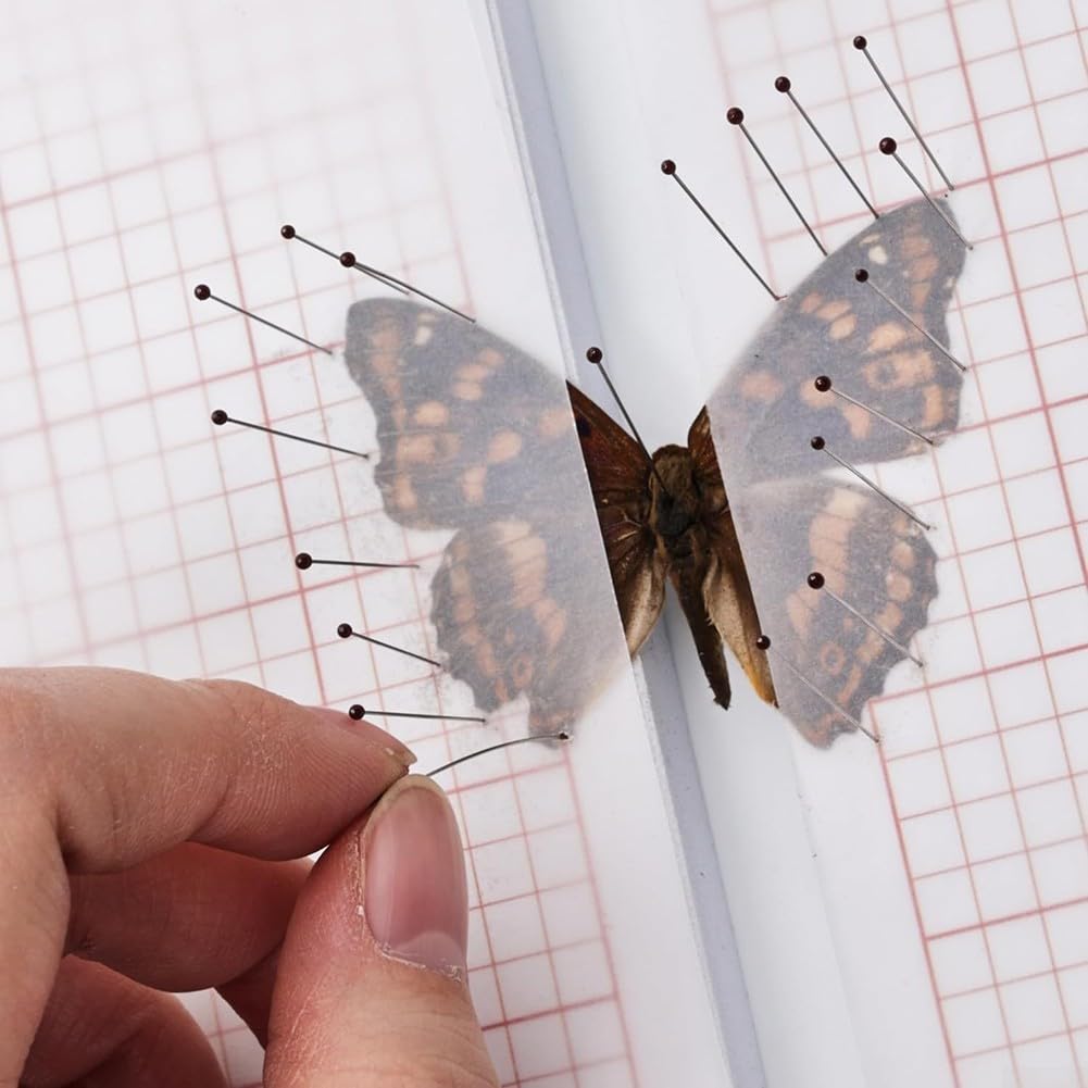 Insekten Präparier Set 6-teilig mit EVA Nadelbrett, Koordinatenpapier & Glasine – Edelstahl Nadeln für Schmetterlinge & Käfer – Komplettkit für Anfänger
