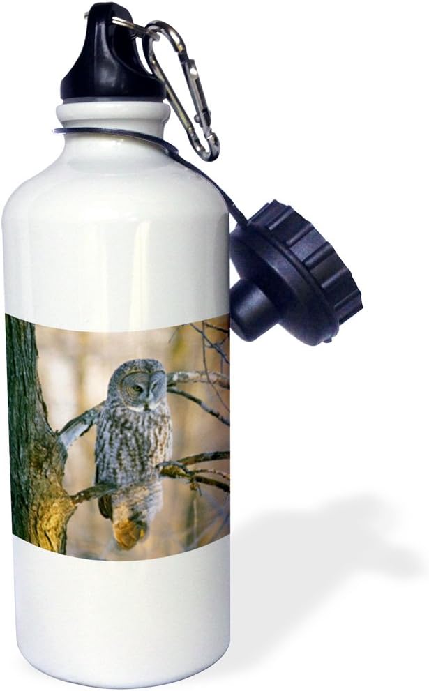 3dRose "Canada, Quebec. Great gray owl on tree limb, sunset-CN10 BJA0018 Janyes Gallery" Sports Water Bottle, 21 oz, White