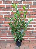 6 Stück Kirschlorbeer-Pflanzen, Prunus Caucasica, Höhe: 100-120 cm ab Topf, winterhart, immergrün
