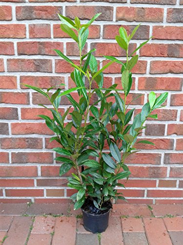 6 Stück Kirschlorbeer-Pflanzen, Prunus Caucasica, Höhe: 100-120 cm ab Topf, winterhart, immergrün
