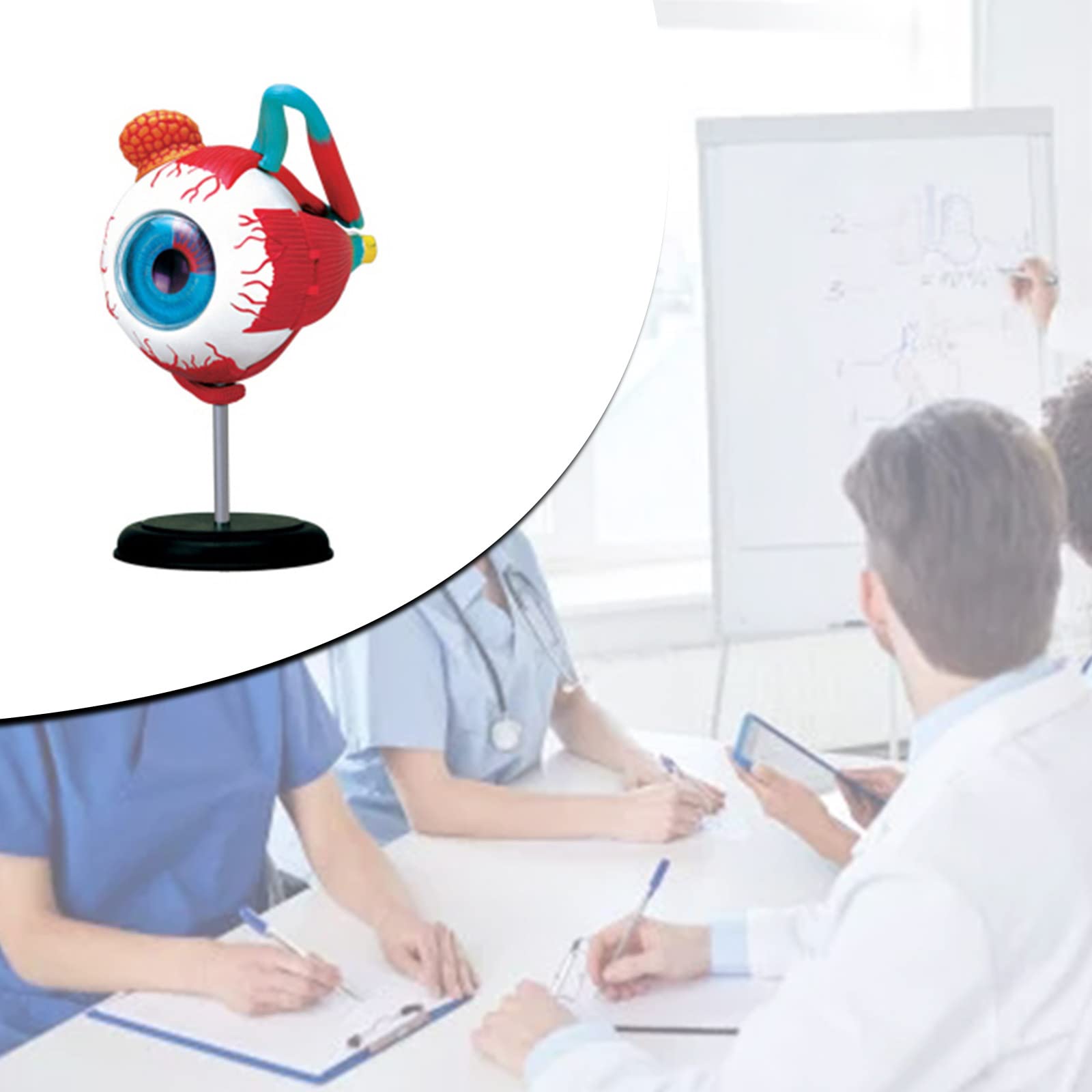 Eyeball Model Anatomical Eye Model Medical Learning and Teaching Instrument Medical Science Teaching Resources Eyelid