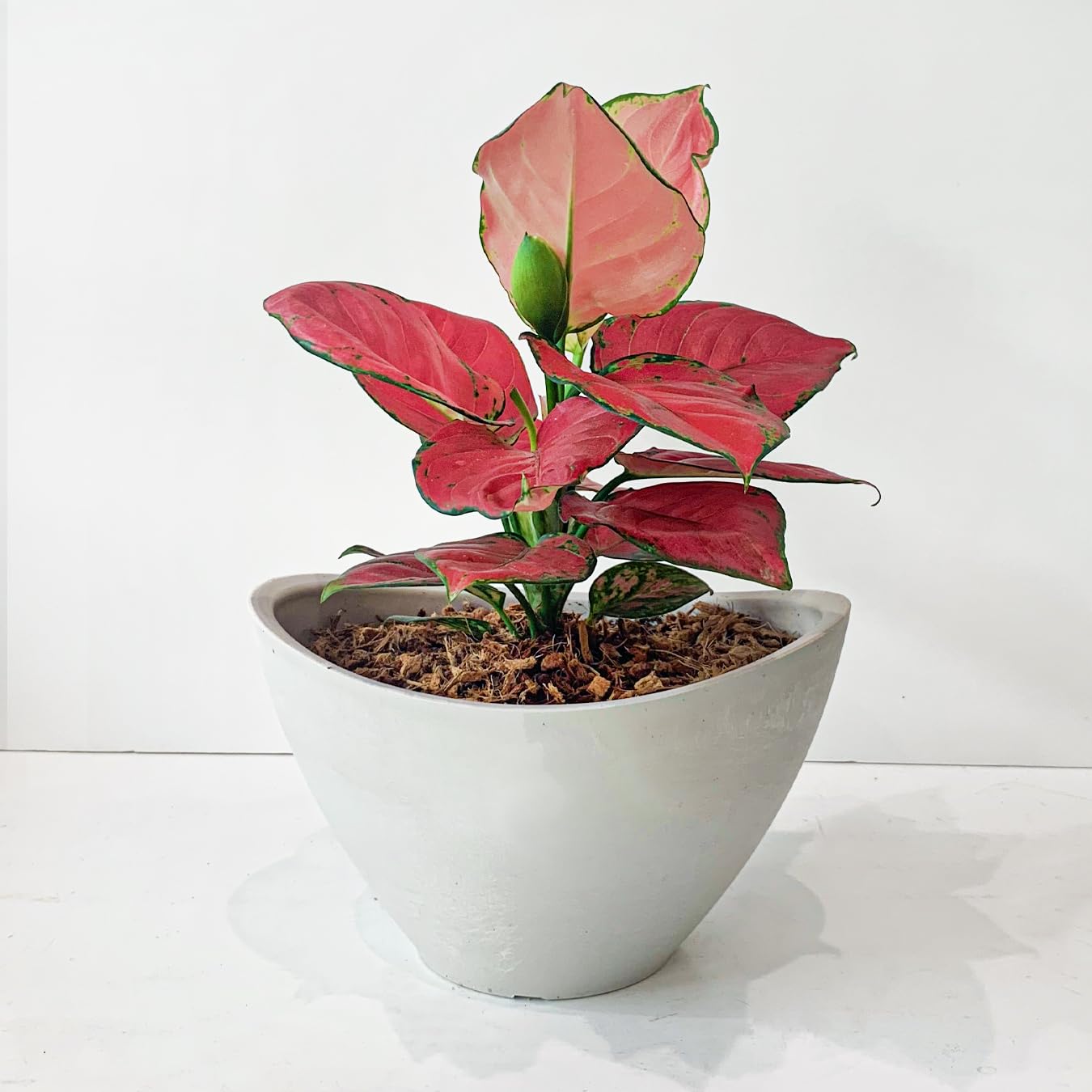 その他観葉植物 Aglaonema Pink Lookbay Aglaonema Pink Lookbay - メルカリ
