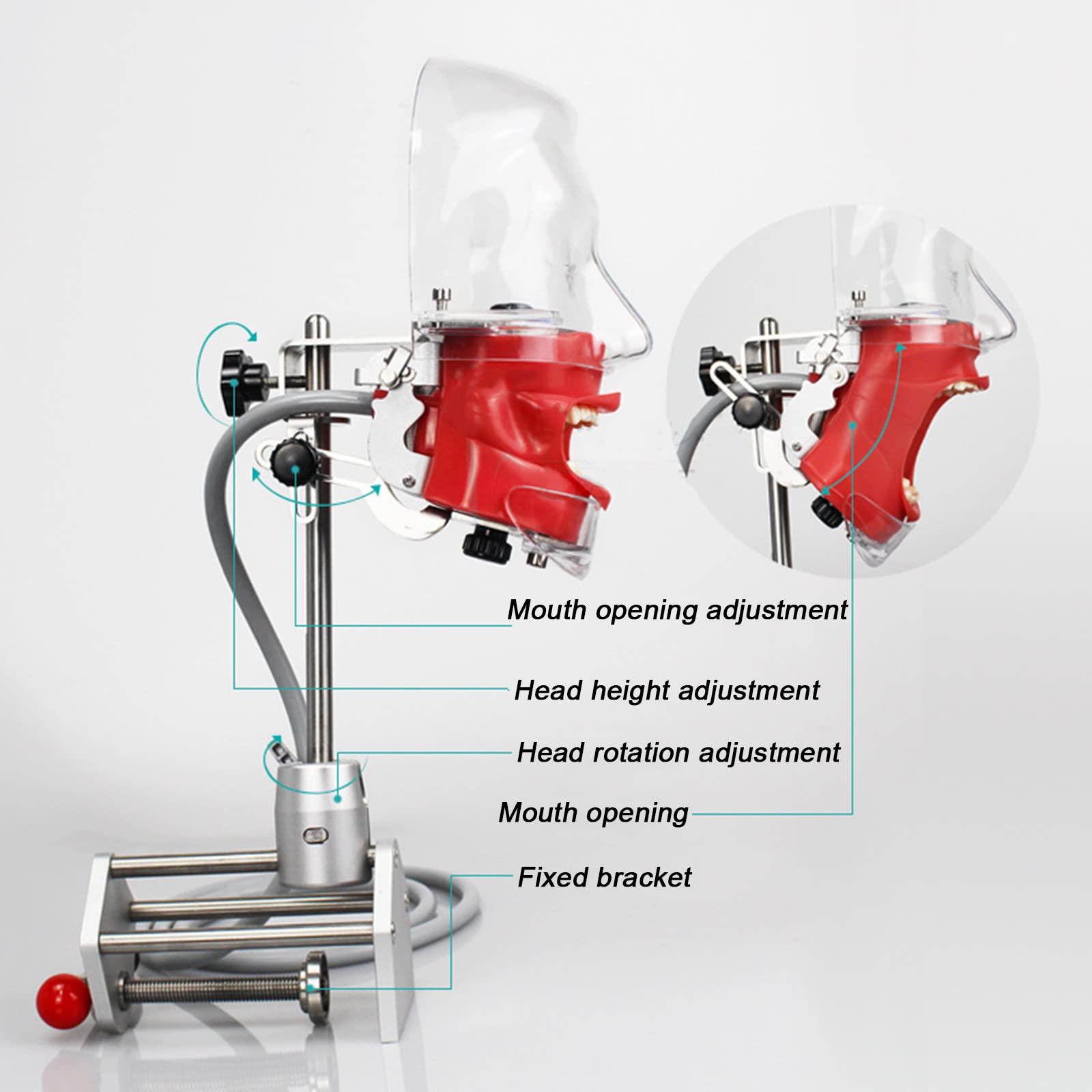 歯科用実習マネキン（頭部模型）のフェイスシールド 固定用クランプ 歯科用実習マネキン（頭部模型）のフェイスシールド 固定用