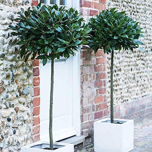Standard Bay Tree Hardy Garden Evergreen Laurel 2 x 4L Pots (Standard - 85-95cm Tall - 30-35cm Head) by Thompson and Morgan