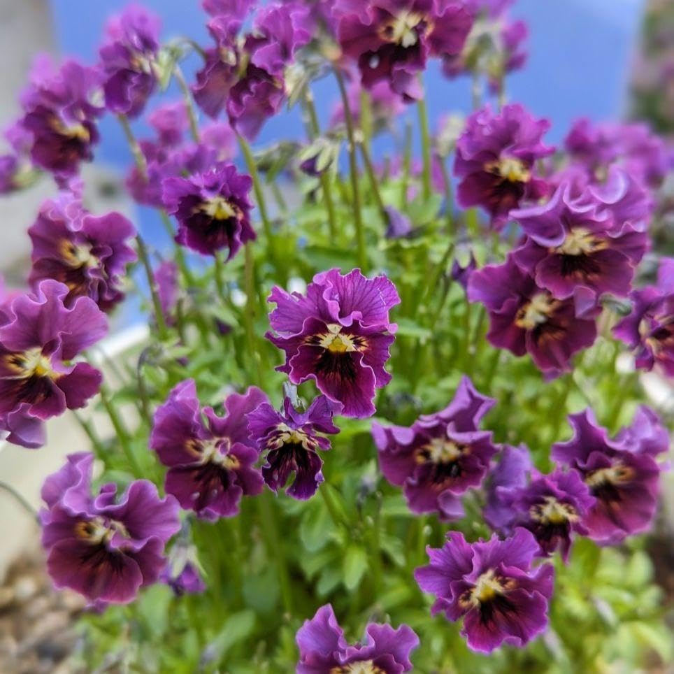 LA16♥マイガール♥希少♥人気品種♥花苗ポットごと発送♥パンジー