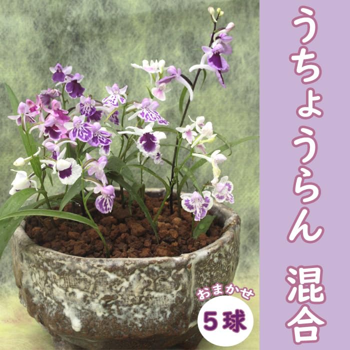 イ*ス様 山野草、ラン科植物、チドリ類　[ウチョウラン]　５０球以上 四季の山野草（ウチョウラン）