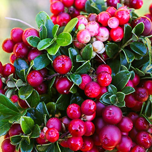 Outsidepride Vaccinium Vitis-Idaea Mountain Cranberry Fruit Plant Seeds - 1000 Seeds #TOP23