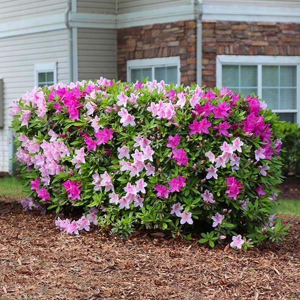 Brighter Blooms - Conversation Piece Azalea, 3 Gallon - No Shipping to AK, AZ, HI
