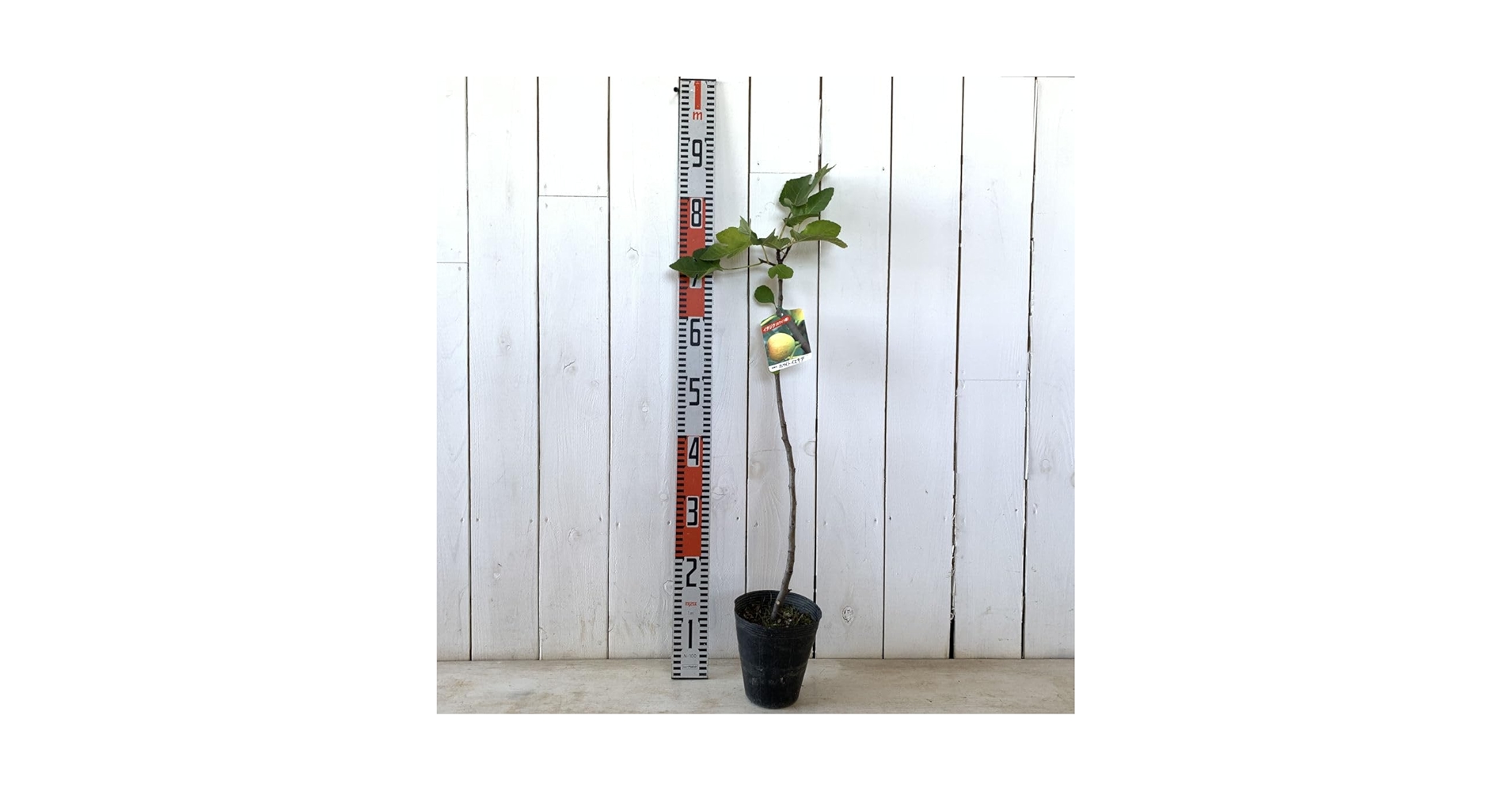 Amazon.co.jp: イチジク 苗木 ホワイトイスキア 13.5cmポット苗