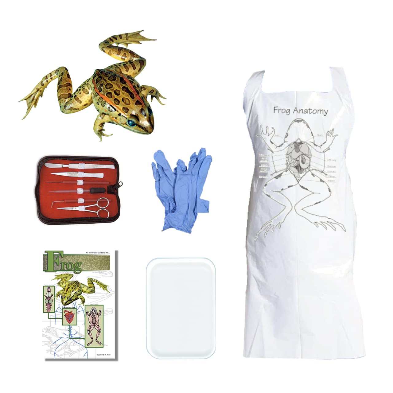 Anatomy Lab Frog Dissection Kit with Scalpel Dissection Guide and Dissection Specimen for Biology College Anatomy