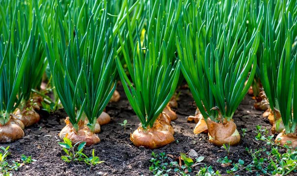 Green onion seeds for planting (600 seeds) (B0BXFL9CVH) Amazon Price History, Amazon Price Tracker