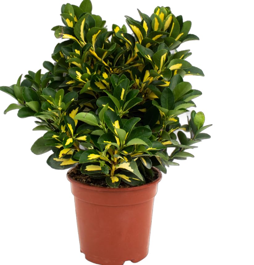 Euonymus Japonicus Aureus – Planta Resistente Natural Arbusto Perennifolio con Hojas Mixtas