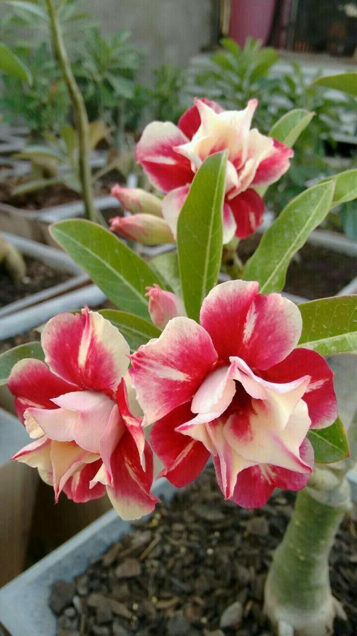 GREENERY NURSERY ADENIUM (DESERT ROSE) VARIETY LIVE FLOWER PLANT (1.5-3.5 FT HIGHT) FOR SWEET HOME GARDENING (HYBRID, PACK OF 1) (B0BG96QRMQ) Amazon Price History, Amazon Price Tracker