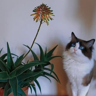 10 pcs Aloe Vera Seeds - Sustainable Gifts for Women Succulent Plant, Cold-Resistant Perennial Potted Plants in Greenhouse Balcony Herbaceous Seeds Hardy Perennial Perennial Plants