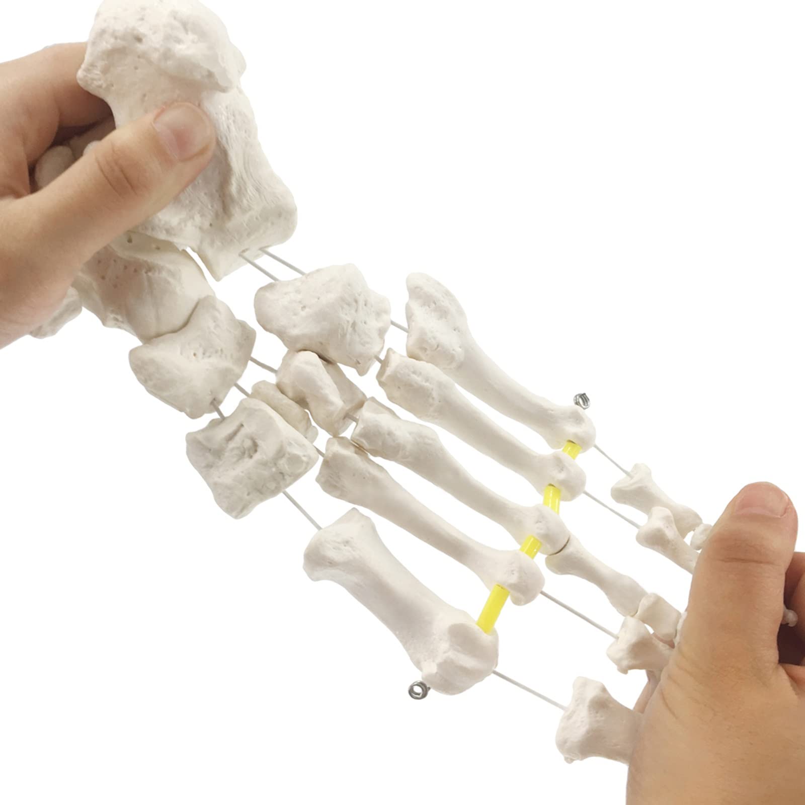 Modelo de Hueso de pie Flexible, anatomía Esqueleto Humano Herramienta de enseñanza médica Equipo Educativo Modelo de Tobillo Modelo de Vida