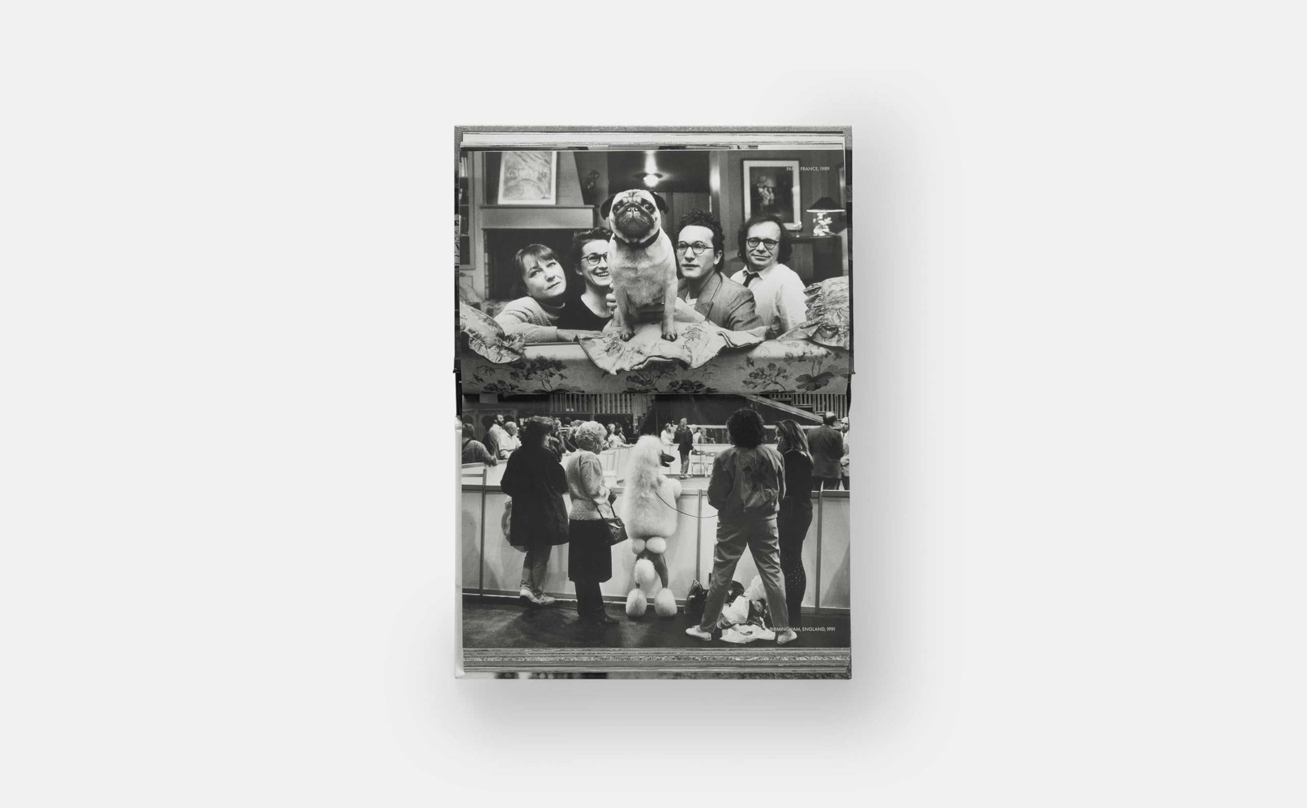 Dogdogs (PHOTOGRAPHY)