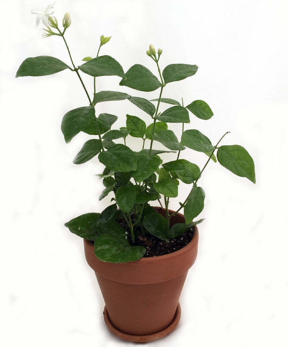 Jmbamboo Gardens Maid Of Orleans Arabian Tea Jasmine Plant 4 Clay Pot Buy Online In India At Desertcart In Productid Jmbamboo Gardens Maid Of Orleans Arabian Tea Jasmine Plant 4 Clay Pot Buy Online In India At Desertcart In Productid