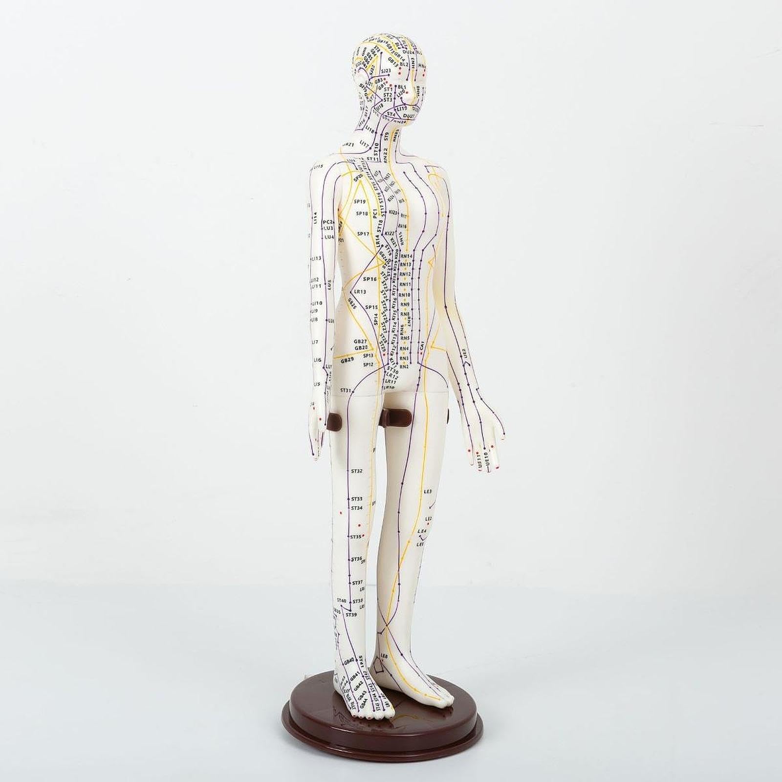 Sharplace Modello di agopuntura Modello umano Modello di meridiani medici cinesi con punti inglesi, Femmina Dura