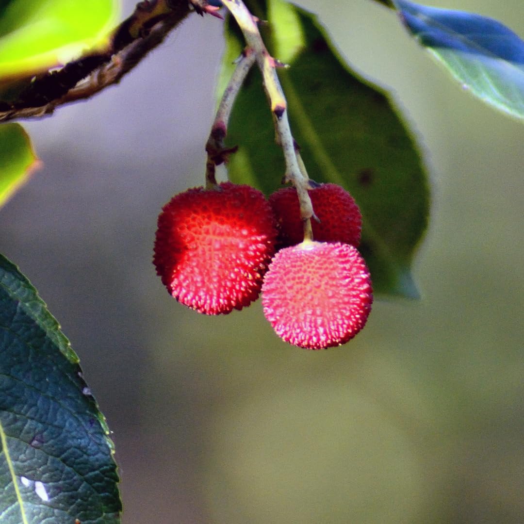 Drzewo truskawkowe (Arbutus unedo) – roślina owocowa i ozdobna w doniczce Ø 26 cm – wysokość 130-160 cm – wiek 4 lat – włoska szkółka drzew