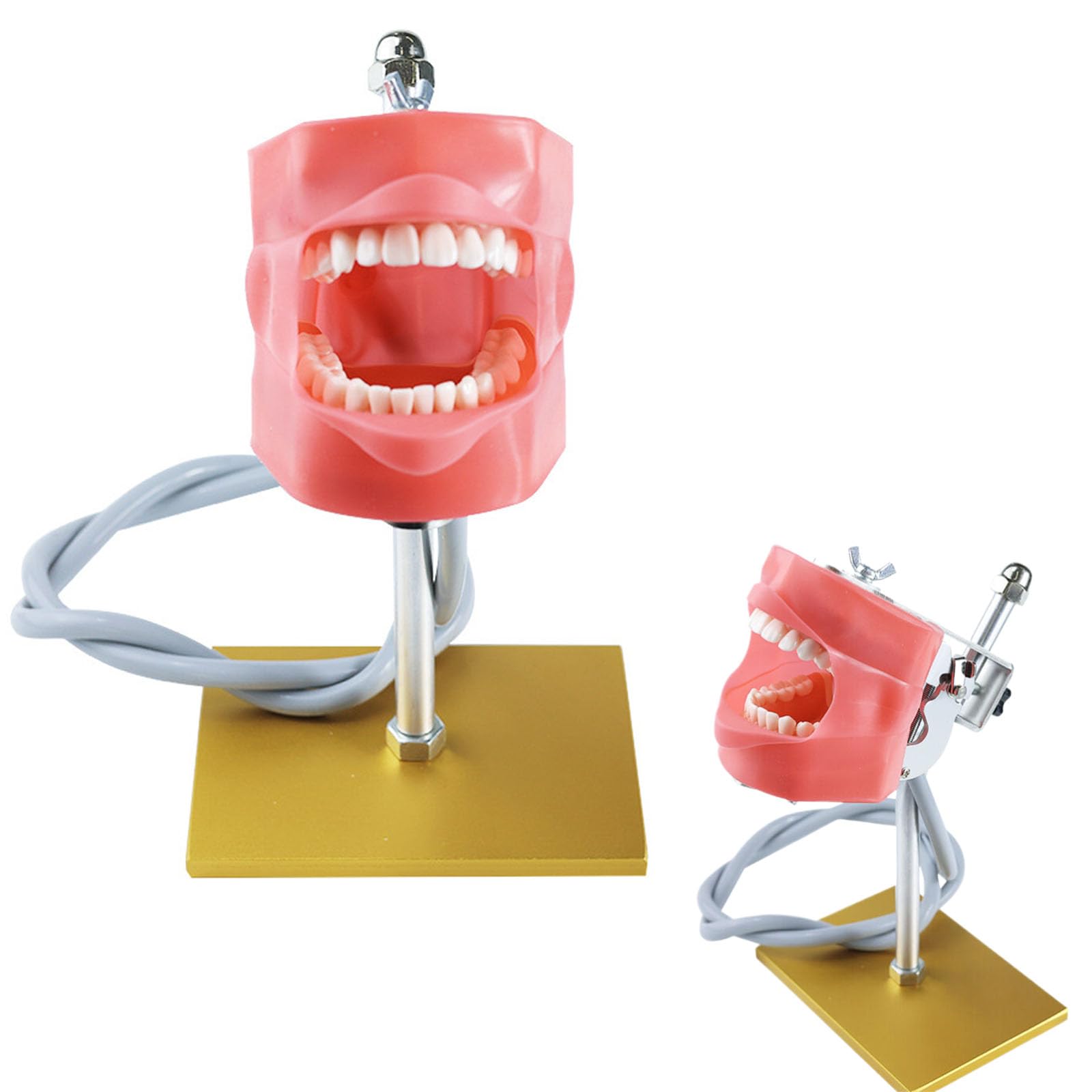 Typodont amovible 28 dents AMITD pour pratique d'enseignement