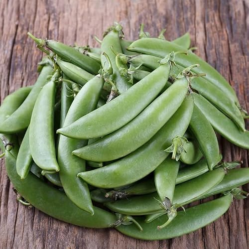 Cascadia Snap Pea, Edible Pod Snap Pea (Pisum sativum) Vegetable Seeds, Quick to Harvest, Sweet, Thick Pods, High Yields, Low Maintenance, Seeds by MySeeds.Co, You Choose The Amount (1/4 LB)