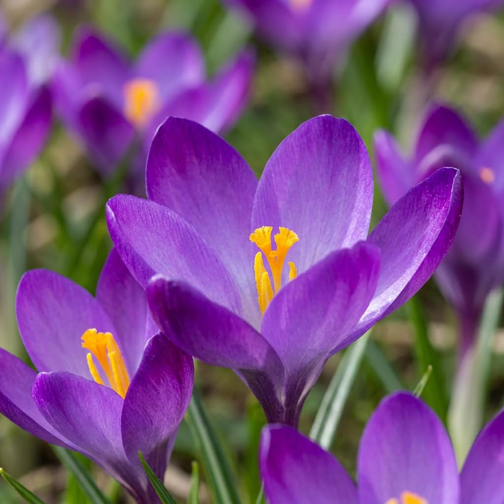 Green boutiQ - 200x Crocus Ruby Giant - Großblütiger Krokus - Lila - Verwilderungszwiebel - Zwiebelgröße 5/+