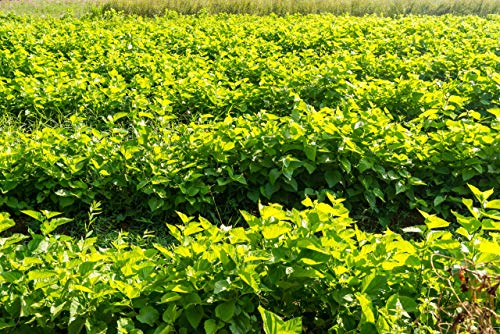 Immortalitea 100MFIC White Mulberry Tea - Usda Organic Morus Alba thumb #3
