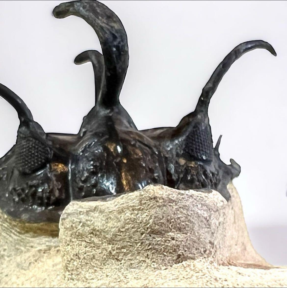 Amazon | WalliseropsLindoeiモロッコの三葉虫化石 303 | 化石・発掘