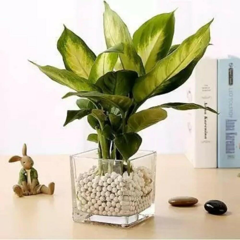 Guuchuu Lucky Modern Bamboo Glass Pot (Glass Pot) with Multi Color Jelly 5 Inch… (Sqaure JAR for Plant) (B0CY9RX35P) Amazon Price History, Amazon Price Tracker