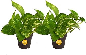 Costa Farms Pothos Live Plants, Devil's Ivy in Plastic Pots, Easy to Mai...