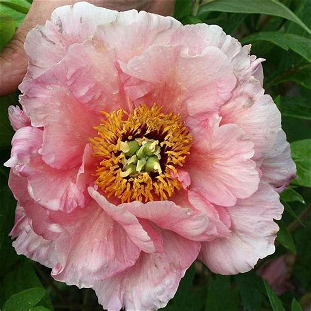 Pflegeleicht Pfingstrosen Rhizome Winterharte Outdoor Pflanzen ...