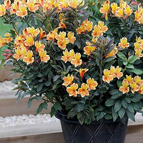 Thompson and Morgan Alstroemeria Large Orange & Yellow Flowers Cover