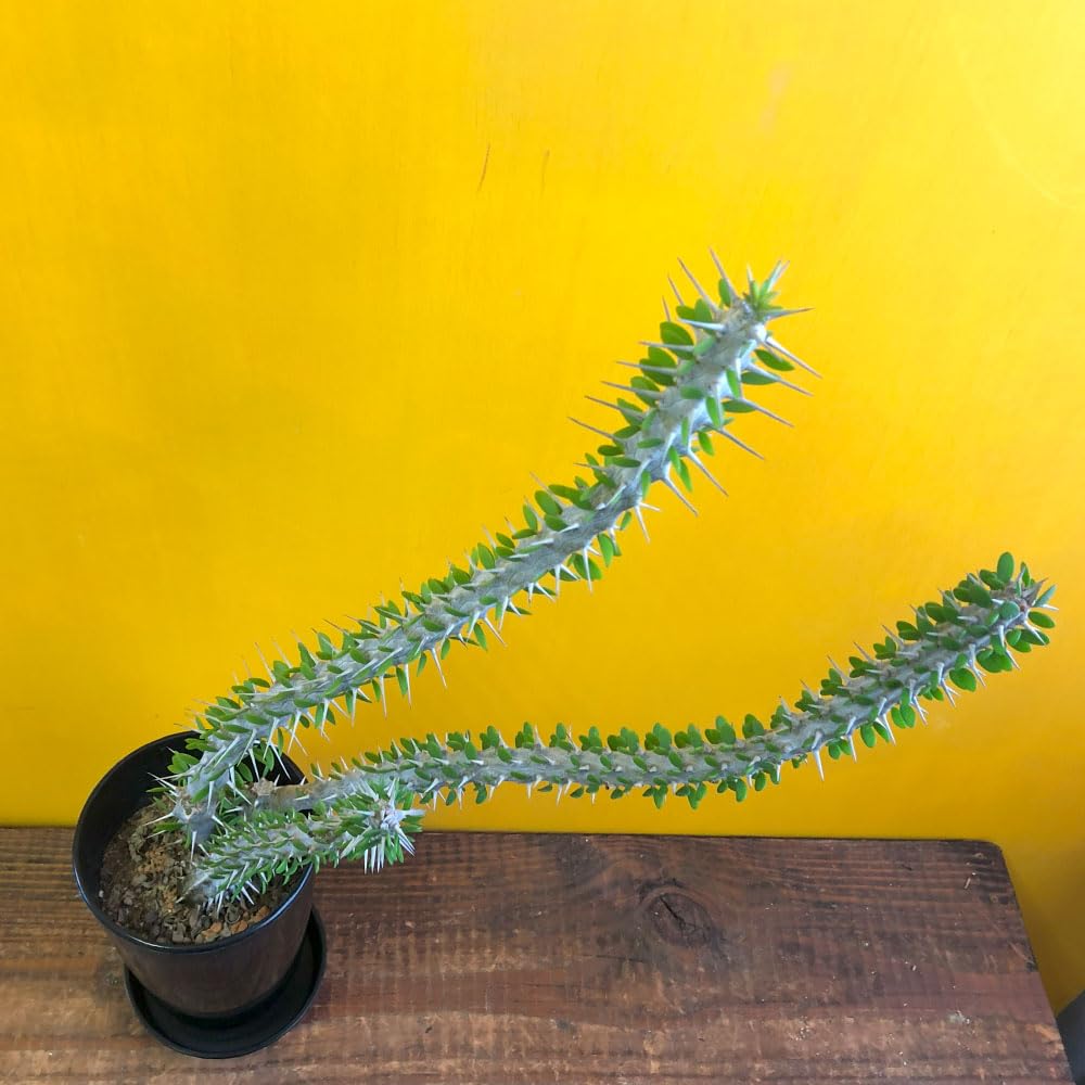 観葉植物】アローディア 受皿付