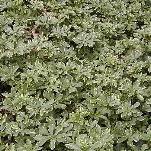 1 X PACHYSANDRA TERMINALIS VARIEGATA Japanese Spurge Evergreen Plant in Pot Amazon.co.uk Garden