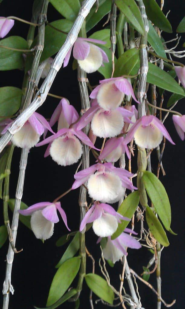 Banrujjeder Orchid Bagan Private Limited Orchidwala Dendrobium Cucullatum/Dendrobium Aphyllum Orchid Live Plant (Leaf Less) (B08P557LDV) Amazon Price History, Amazon Price Tracker