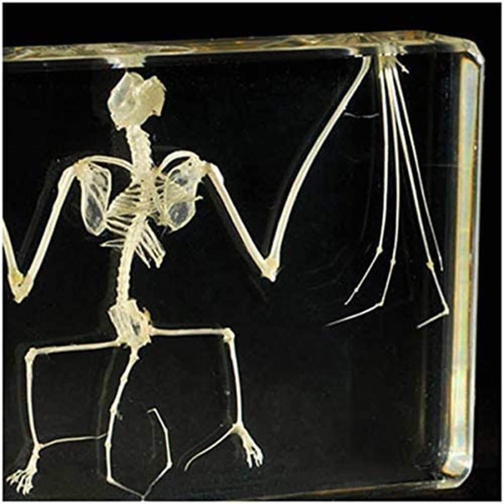 Taxidermie d'insectes animaux de spécimens réels de chauve-souris, avec motif d'intégration de squelette d'animal en os naturel, cadeau de collection biologique d'approvisionnement, 210 * 100 * 43 mm