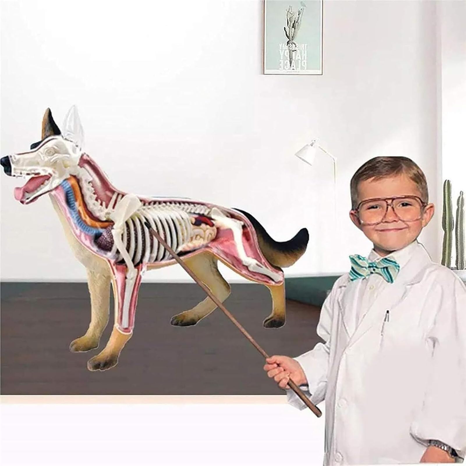 Modello Anatomico 4d Del Cane, Modello Di Scheletro Canino Assemblato Con 29 Organi E Parti Del Corpo Staccabili, Modello Didattico Di Anatomia Animale Per Biologia, Studi Veterinari E