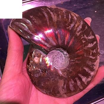 雷光鳴　黄鉄鉱化アンモナイト 化石 紫色の真珠層付き 雷光鳴様専用 黄鉄鉱化アンモナイト 化石 紫色の真珠層付き