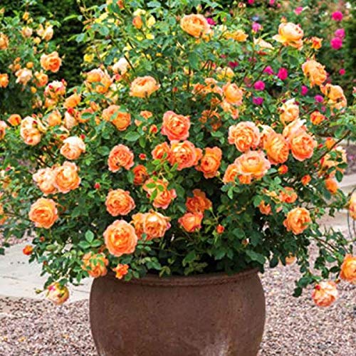 Aiden Gardens Rare Climbing Rose Live Plant Orange Color Rosa Multiflora Perennial Fragrant Flower 2 Healthy Live Plant (B093KXW6CL) Amazon Price History, Amazon Price Tracker