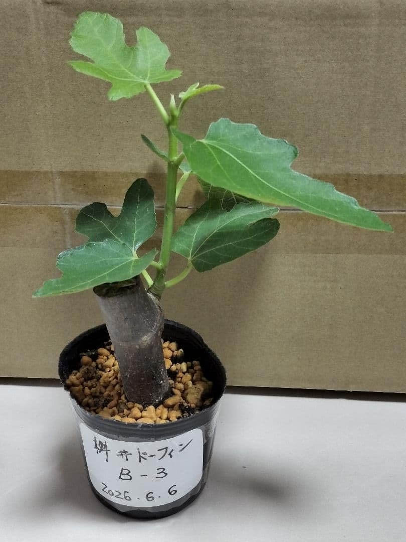 Amazon|イチジク 桝井ドーフィン苗木|観葉植物 オンライン通販 Amazon|イチジク 桝井ドーフィン苗木|観葉植物 オンライン通販