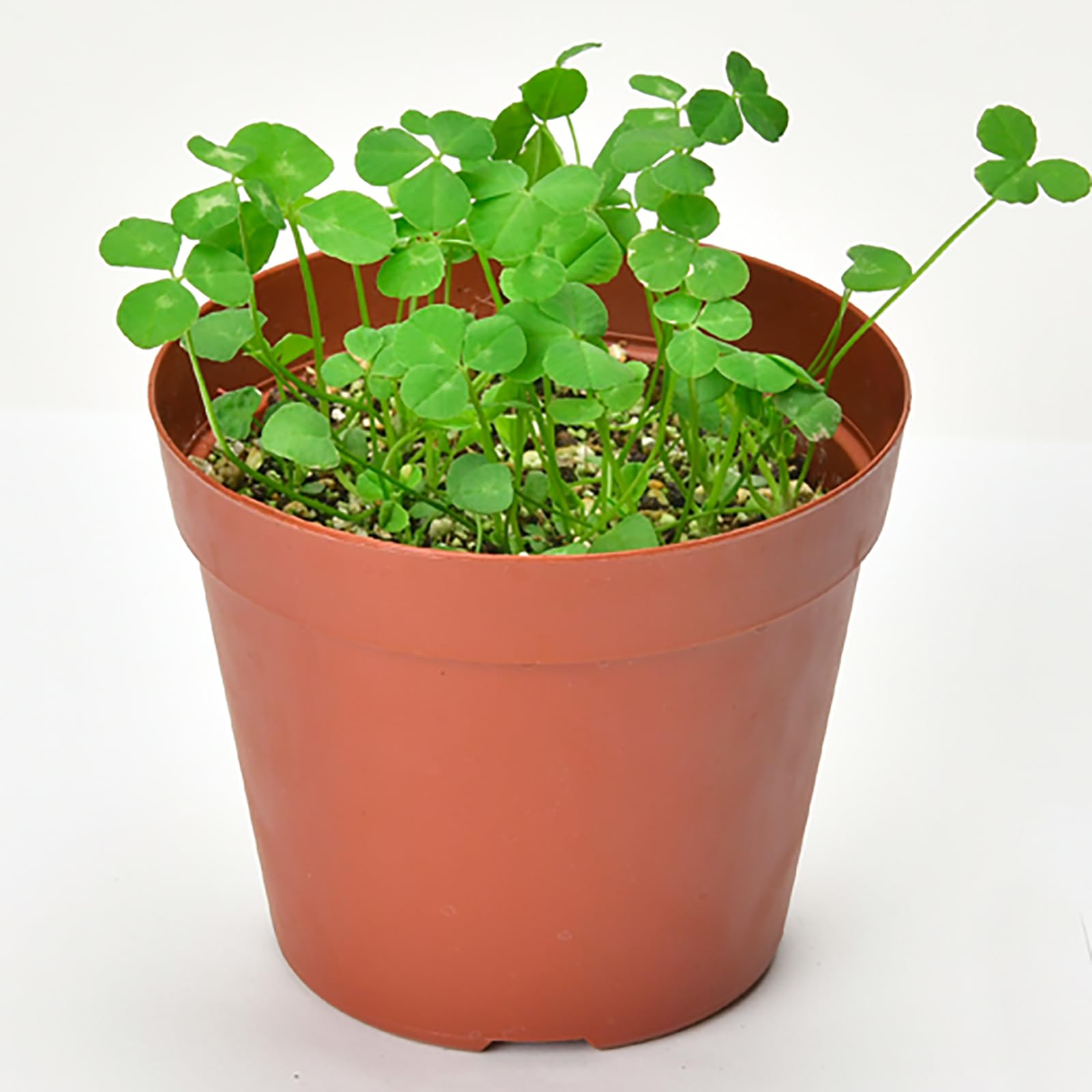 四葉のクロウバー Amazon.co.jp: HDCRYSTALGIFTS クリスタルフラワー ドリームズ