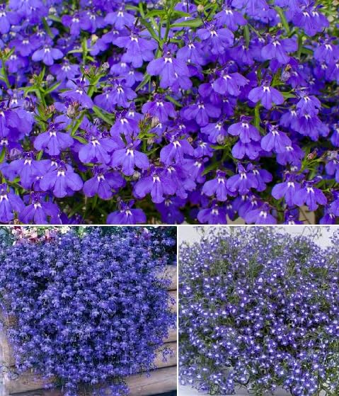 Trailing Lobelia Blue Sapphire 100+Seeds