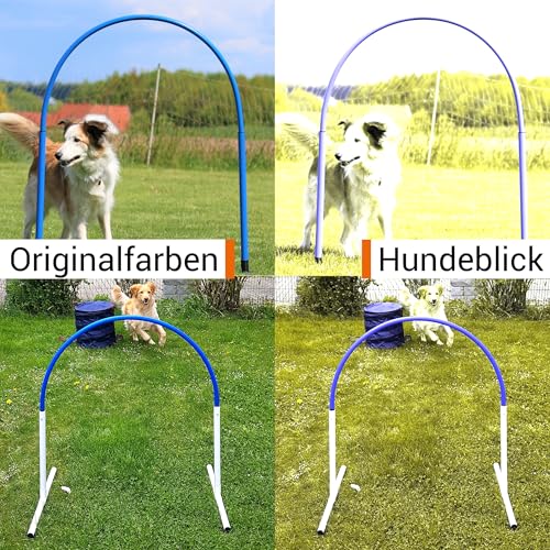SPORTIKEL24 Hoopers Hoop – wetterfest, VDH-konform & farbig – mit Stecksystem für sicheres Hundetraining – aus robustem Kunststoff – Flexibler Hundesport-Reifen mit Stecksystem – Blau/Gelb